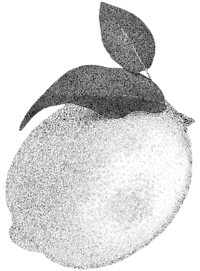 a black and white drawing of a lemon